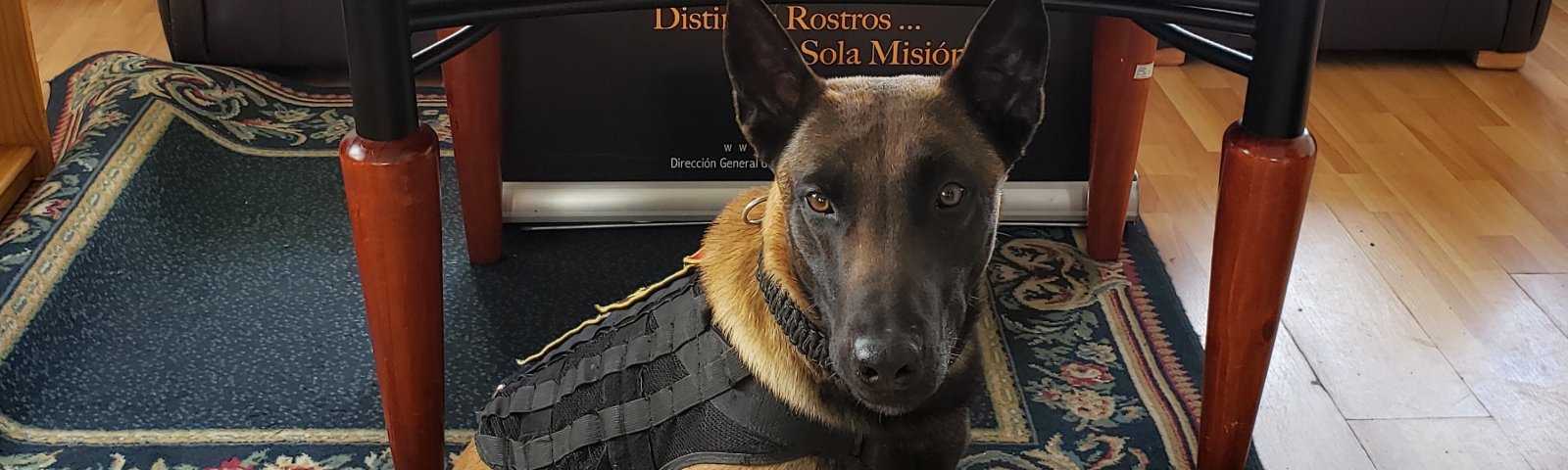 Tres Decomisos En Tres D as Binomio Canino Combate Con xito El 