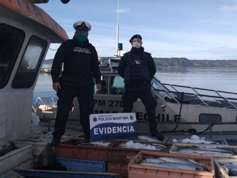 Quemchi: Autoridad Marítima decomisó 3.4 toneladas de salmón en Chiloé