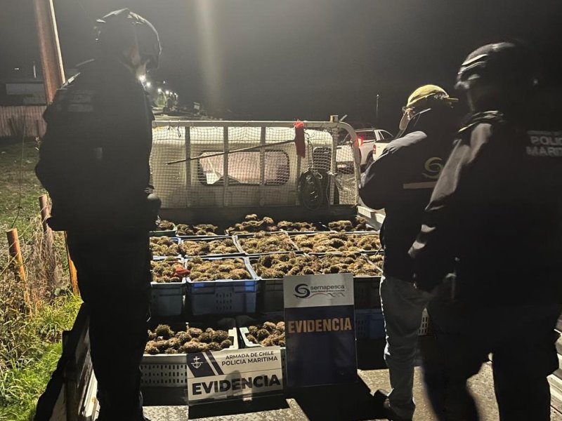 Policía Marítima de Quemchi y Sernapesca incautaron 752 kilos de recurso erizo en fiscalización conjunta