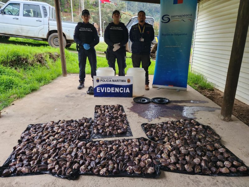 Incautan más de 600 unidades de loco desconchado en Juan Fernández durante patrullaje preventivo