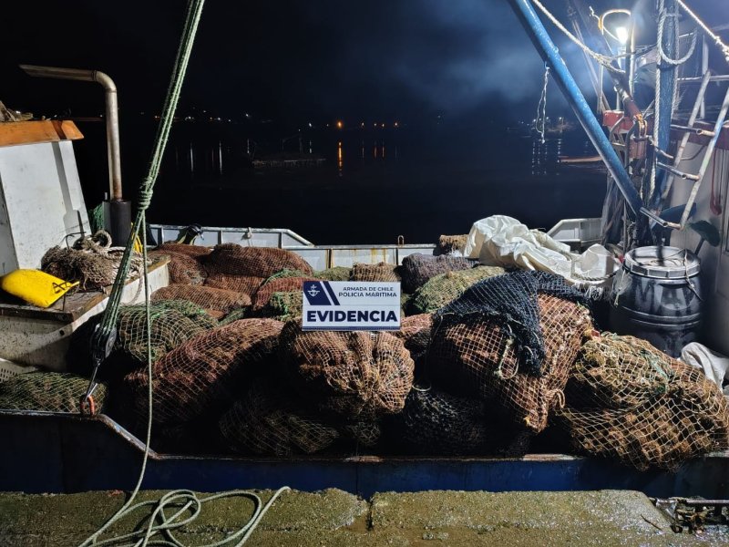 Policía Marítima incautó más de 4 toneladas de erizo en sector de Curanue de Quellón