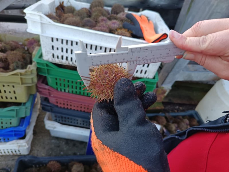Autoridad Marítima y Sernapesca realizaron fiscalización en sector de Calbuco