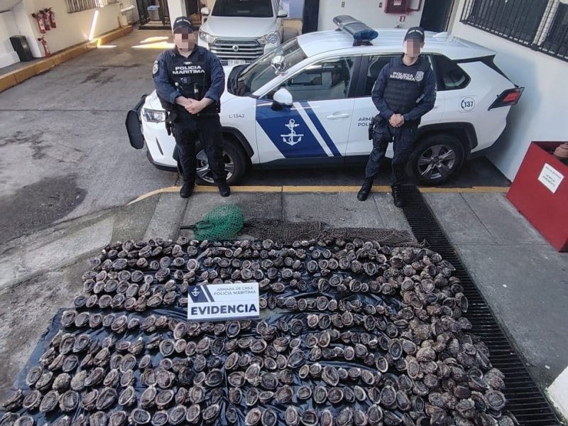 Policía Marítima de Valdivia incautó cargamento ilegal de locos en sector del río Lingue