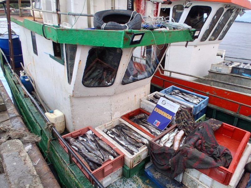 Fiscalización en sector de Calbuco permitió la incautación de más de 400 kilos de Merluza del Sur